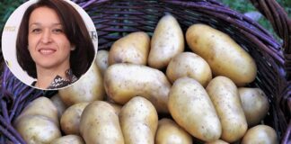 Директор Украинской ассоциации производителей картофеля Оксана Руженкова: Вы никогда не отличите ГМО-картошку от настоящей
