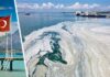 Катастрофа на пляжах Турции: морская слизь начала менять цвет воды на серый, убивая всю живность