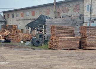 На Львовщине группа лесников незаконно вырубила леса на 2,5 млн