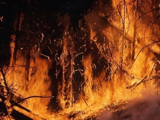 Почти пять тысяч сообщений о пожарах в лесу поступило за первое полугодие этого года
