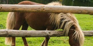 В Украине зафиксирована вспышка сибирской язвы