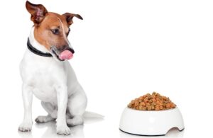 Правильное питание для собак: выбираем сухой корм