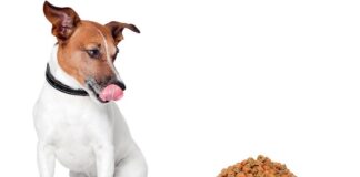 Правильное питание для собак: выбираем сухой корм