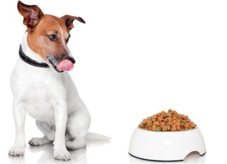 Правильное питание для собак: выбираем сухой корм