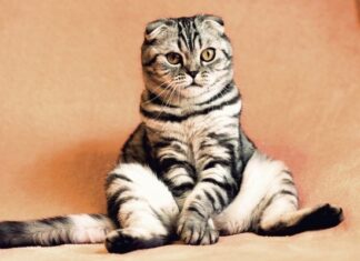 Названы четыре знака зодиака, не боящиеся показаться смешными