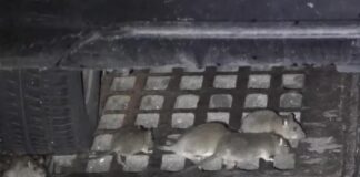 Крысы прыгают на туристов прямо днем: популярный курорт Средиземноморья заполонили полчища грызунов