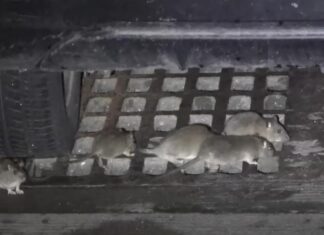 Крысы прыгают на туристов прямо днем: популярный курорт Средиземноморья заполонили полчища грызунов