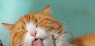 Британец нашел скрытую камеру в купленной упаковке кошачьего корма