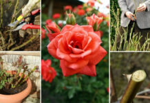 Саженцы роз: как выбирать правильно