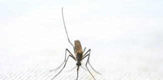 Эксперты оценили эффективность народных средств от зуда комариных укусов