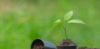 «РуссНефть» посадила деревья в рамках международной акции «Сад памяти»