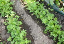 Блогер-садовод рассказала, как подготовить почву к новым посадкам: посадите сидераты