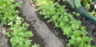 Блогер-садовод рассказала, как подготовить почву к новым посадкам: посадите сидераты