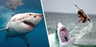 Бычья акула убила туристку на популярном курорте