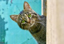 Покидающие страну россияне начали подкидывать животных в приюты