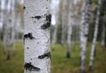 В Херсоне проукраинские активисты начали тайную войну с березами