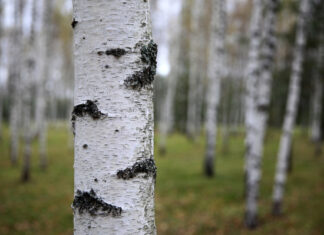 В Херсоне проукраинские активисты начали тайную войну с березами