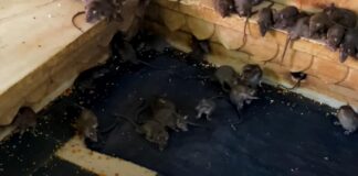 Бегают крысы и огромные тараканы: российская туристка приехала в Индонезию и резко захотела назад в Таиланд