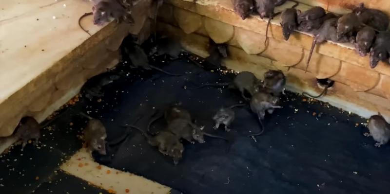 Бегают крысы и огромные тараканы: российская туристка приехала в Индонезию и резко захотела назад в Таиланд