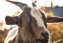 Директора зоопарка обвинили в убийстве карликовых коз: забил ради угощения