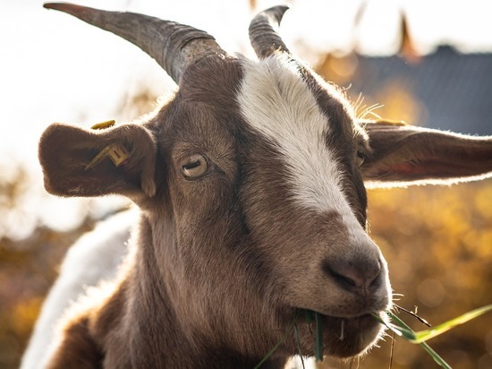 Директора зоопарка обвинили в убийстве карликовых коз: забил ради угощения