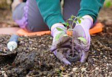 Распланировка рассады: как выбрать и грамотно разместить растения в саду