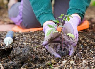 Распланировка рассады: как выбрать и грамотно разместить растения в саду