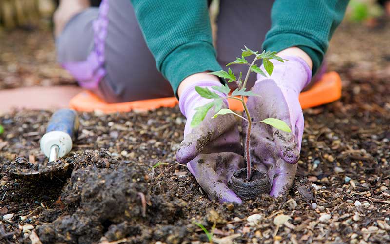 Распланировка рассады: как выбрать и грамотно разместить растения в саду