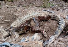 В Лобне обнаружили кладбище домашних животных: последней находкой стал крокодил