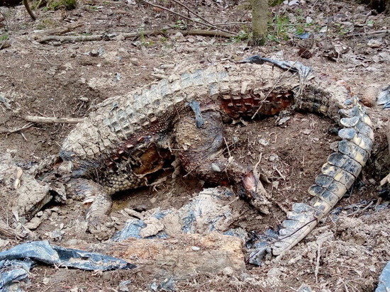 В Лобне обнаружили кладбище домашних животных: последней находкой стал крокодил