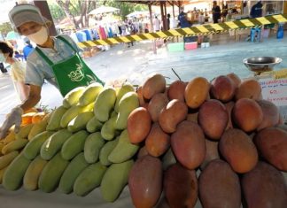 В Таиланде начался сезон манго: туристам сообщили о лучших сортах и где их купить