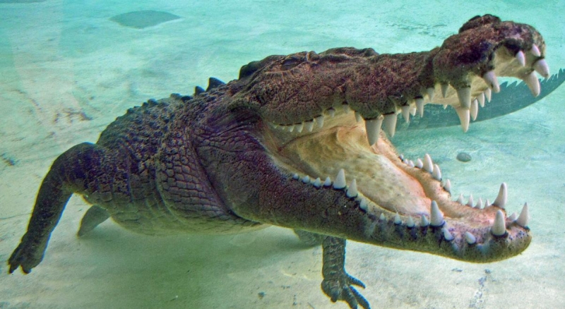 На туристку во время купания напал морской крокодил