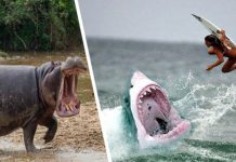 Названы суммы, которые тратят российские туристы на лечение от укусов животных во время отдыха