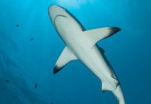 Новая трагедия с туристами в Египте: заговорили о человеческом «прикорме» для акул