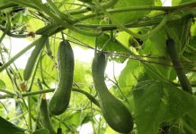 Огородный эксперимент с огурцами привел к ошеломительному результату: урожай собирали мешками