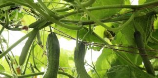 Огородный эксперимент с огурцами привел к ошеломительному результату: урожай собирали мешками