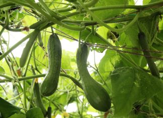 Огородный эксперимент с огурцами привел к ошеломительному результату: урожай собирали мешками