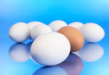 Высокотехнологичное яйцо позволит создать совершенные инкубаторы