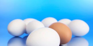 Высокотехнологичное яйцо позволит создать совершенные инкубаторы