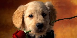 Дни рождения 17 июля