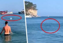 Опять акула: на знаменитом курорте на туриста напал хищник прямо на мелководье у пляжа