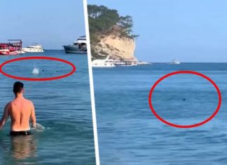 Опять акула: на знаменитом курорте на туриста напал хищник прямо на мелководье у пляжа