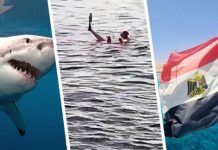 Опять акула: в Египте срочно закрыли пляжи популярного курорта, туристы напуганы