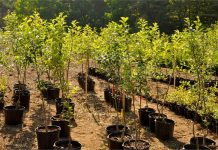 Как правильно выбрать саженцы и семена в питомнике растений