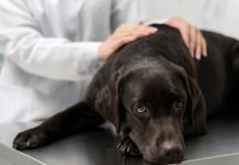 Ветеринар объяснила, что делать, если догхантеры отравили собаку