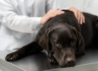 Ветеринар объяснила, что делать, если догхантеры отравили собаку