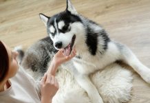 Собак предложили обложить налогом