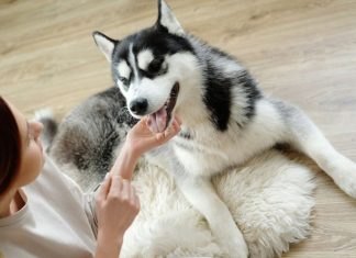 Собак предложили обложить налогом