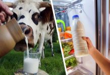 Правильное место: почему молоко лучше не хранить на дверце холодильника?