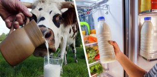 Правильное место: почему молоко лучше не хранить на дверце холодильника?